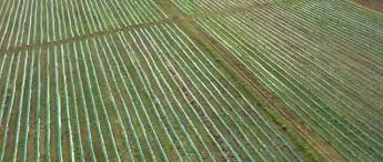 Cei care vor să facă o afacere în domeniul agriculturii se pot gândi şi la o plantaţie de căpşuni cu ajutorul unor fonduri europene. Livezi Romanesti Cu Fonduri Europene Plantatie Afini Facebook