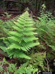 Image result for Dennstaedtiaceae