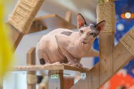 She has a sleek, muscular body that is dense and heavy for her size. Sphynx Katze Steckbrief Mein Haustier