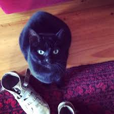 This coastal rv resort in massachusetts is located approximately 2 miles from both the atlantic ocean and the bay in the quaint town of south dennis, and it is home to some of the most beautiful beaches around. Homesit Cape Town House Sitting And Pet Sitting Services