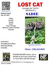 Pin On Lost Cats