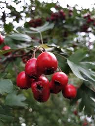 Any species of the genus crataegus of the family rosaceae , shrubs and trees widely distributed in north temperate climates and especially. Hawthorn Crataegus Die Frucht Des Kostenloses Foto Auf Pixabay