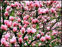 Savesave il primo giorno di primavera for later. Primo Giorno Di Primavera