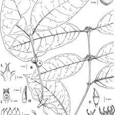 Image result for Erythrococca polyandra