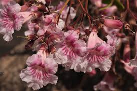 Image result for Stereospermum kunthianum