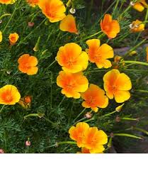 Image result for Eschscholzia
