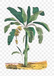 Banana Tree Png Botanical Art Print Remix From Artworks By By Marcius Willson And N A Calkins Free Image By Rawpixel C Botanical Art Art Prints Banana Tree