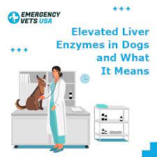 Check spelling or type a new query. Elevated Liver Enzymes In Dogs And What It Means