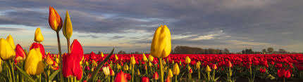 The festival is held annually at wooden shoe tulip farm, in woodburn, or, on a 40 acre farm full of tulips. Spring Tulip Festival In Oregon S Mt Hood Territory