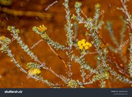 Image result for Pentzia