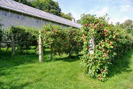 However, you'll need to practice delayed gratification because most of these trees take approximately three years to mature and reach the desired design. The Many Apple Trees At My Farm The Martha Stewart Blog