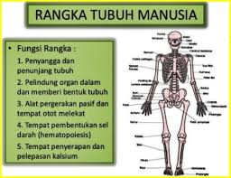 Tubuh manusia tersusun dari sistem rangka yang memiliki fungsi yang sangat penting seperti memberikan bentuk, struktur, membantu gerak dan perlindungan bagi tubuh. 4 Fungsi Rangka Tubuh Manusia Materi Sekolah Pengayaan Com