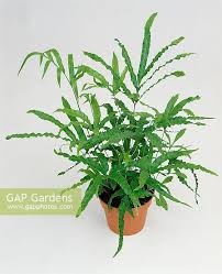 Image result for Pteris cretica