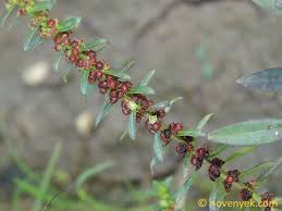 Image result for Ammannia baccifera