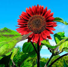 Bunga matahari sendiri memiliki nama ilmiah heliantus annuus l dan merupakan. Benih Bibit Bunga Matahari Merah Valet Queen Haira Seed Isi 10 Butir Bunga Matahari Merah Jumbo Biji Bunga Matahari Merah Benih Bunga Matahari Merah Bibit Biji Bunga Matahari Merah Benih Bibit Bunga Matahari