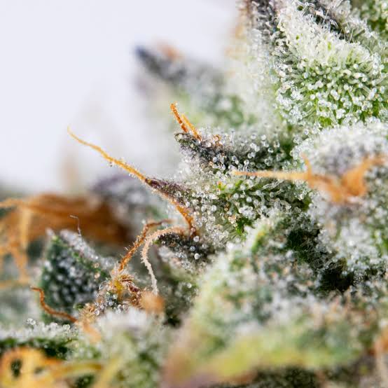 Gros plan macro sur la résine cristalline de la variété Gorilla Glue #4