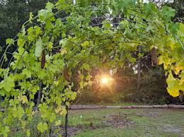 Image result for Luffa