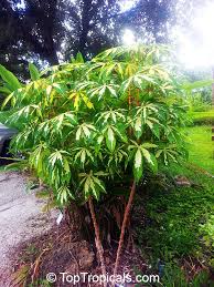 Image result for Manihot esculenta