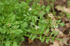 Image result for Cardamine obliqua