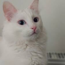 Kedi Isim Onerisi Sayfa 5 Uludag Sozluk