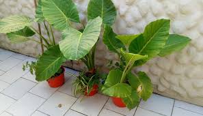 He leído que a ese problema le llaman hojas oreja de elefante. Como Cultivar Oreja De Elefante Riego Temperatura Plantacion Y Mas