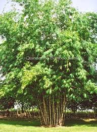 Image result for Oxytenanthera abyssinica