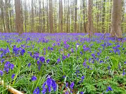 Dutch for halle's forest, hallerbos is located about 30 minutes outside of brussels. How To See The Magical Purple Forest Of Hallerbos In Belgium Tassie Devil Abroad