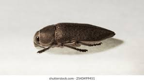 Image result for Perotis patens