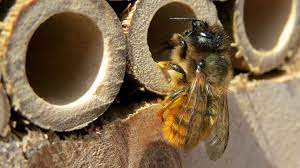 It was originally described by f. Mason Bees What S The Buzz Traditional Buildings Health Check
