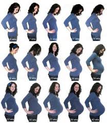 Pregnancy Bump Chart 31 Best Bump Progression Images