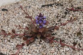 Image result for Ajuga