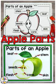 Parts Of An Apple Activities Apple Preschool Apple Activities Preschool Worksheets