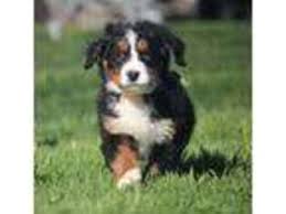 5 things to know about bernese mountain dog puppies. Puppyfinder Com Bernese Mountain Dog Puppies Puppies For Sale Near Me In Michigan Usa Page 1 Displays 10