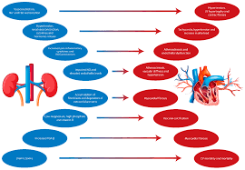 Image result for Renal Function