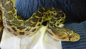 Learn to recognize garter snakes. Student Bit Twice After Picking Up Snake Roaming School Hall Charlotte Observer