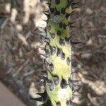 Image result for Erythrina madagascariensis