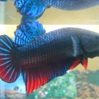 It's so hard to find halfmoon females here in los angeles. Tail Types Betta Source