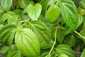 Daun sirih umumnya dikonsumsi dengan cara direbus, lalu diminum air rebusannya. 8 Manfaat Daun Sirih Yang Banyak Orang Harus Tahu