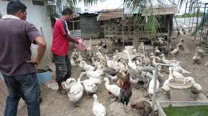 Di sebelah utara, natuna berbatasan dengan vietnam dan kamboja, di selatan berbatasan dengan sumatra selatan dan jambi, di bagian barat dengan singapura, malaysia, riau dan di bagian timur dengan malaysia timur dan kalimantan barat. Racun Weblog Padi Selangor Pertanian Selangor