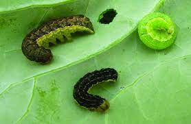 Thistle caterpillar in crops and gardens. Prairie Insect Outlook For 2018 Country Guide