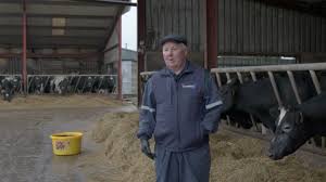 Unveiling the impact of supplements in spring calving