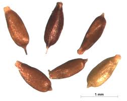 Image result for Eriocaulon bongense