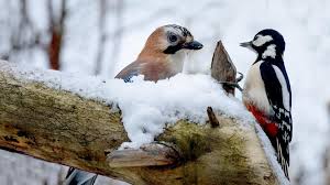 Eichelhaher Und Buntspecht Einheimische Vogel Ausgestopftes Tier Tiere