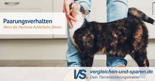 Wer seine katze also möglichst selten impfen lassen will, kann nach den 3 jahren statt zu impfen auch den sog. Paarungsverhalten Bei Katzen Von Vorspiel Bis Deckakt Vs