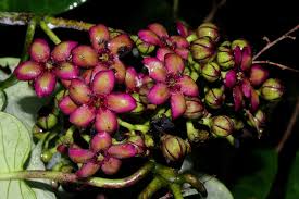 Image result for Parquetina calophylla