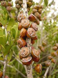 Melaleuca Seed Pods Seed Pods Tree Seeds Seeds
