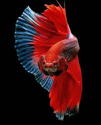 Check spelling or type a new query. Sports Uniforms Manufacture View 37 Wallpaper Hd Ikan Cupang