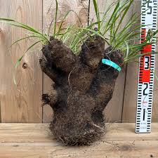 Image result for Xerophyta trichophylla