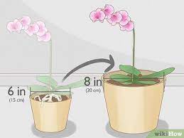 The cutting is preferably done with a fresh, one sided razor blade, or a cutting blade that has been sterilized. How To Prune Orchids 14 Steps With Pictures Wikihow
