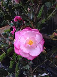 Camellia Taylor S Perfection Bob Wines Camellia Gardens Ocala Fl Flowers Shade Plants Camellia